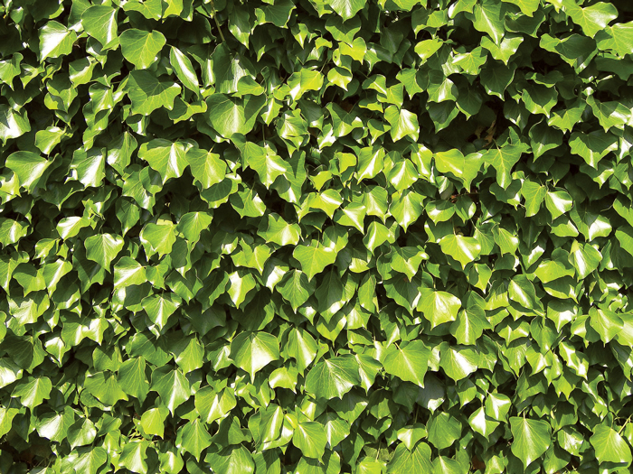 ivy-creeping-araliaceae